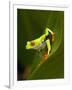 Close-Up of a Red-Eyed Tree Frog Sitting on a Leaf, Costa Rica-null-Framed Photographic Print