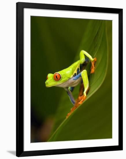 Close-Up of a Red-Eyed Tree Frog Sitting on a Leaf, Costa Rica-null-Framed Photographic Print