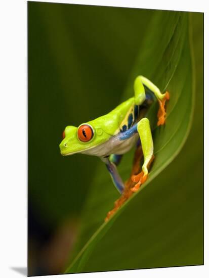 Close-Up of a Red-Eyed Tree Frog Sitting on a Leaf, Costa Rica-null-Mounted Photographic Print