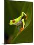 Close-Up of a Red-Eyed Tree Frog Sitting on a Leaf, Costa Rica-null-Mounted Photographic Print