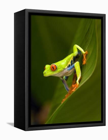 Close-Up of a Red-Eyed Tree Frog Sitting on a Leaf, Costa Rica-null-Framed Stretched Canvas