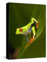 Close-Up of a Red-Eyed Tree Frog Sitting on a Leaf, Costa Rica-null-Stretched Canvas