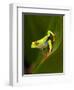 Close-Up of a Red-Eyed Tree Frog Sitting on a Leaf, Costa Rica-null-Framed Premium Photographic Print