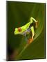 Close-Up of a Red-Eyed Tree Frog Sitting on a Leaf, Costa Rica-null-Mounted Premium Photographic Print