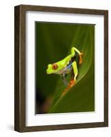 Close-Up of a Red-Eyed Tree Frog Sitting on a Leaf, Costa Rica-null-Framed Photographic Print