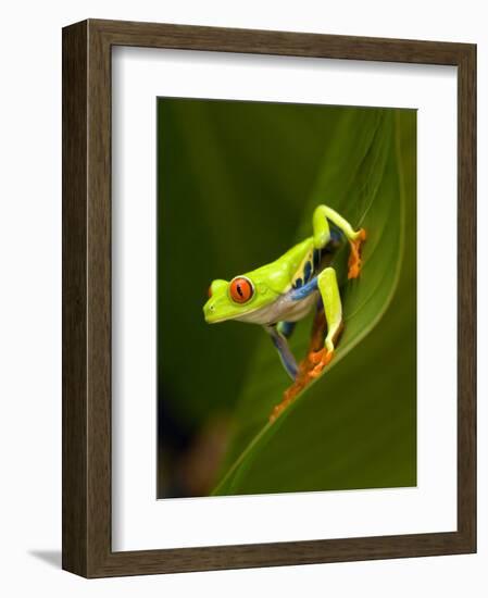 Close-Up of a Red-Eyed Tree Frog Sitting on a Leaf, Costa Rica-null-Framed Photographic Print