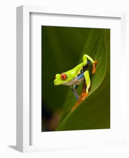 Close-Up of a Red-Eyed Tree Frog Sitting on a Leaf, Costa Rica-null-Framed Photographic Print