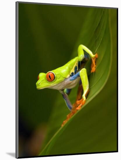 Close-Up of a Red-Eyed Tree Frog Sitting on a Leaf, Costa Rica-null-Mounted Photographic Print