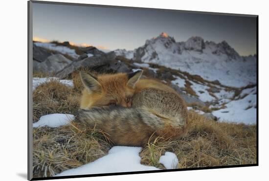 Close-Up of a Red Fox (Vulpes Vulpes) Resting-Benjamin Barthelemy-Mounted Photographic Print