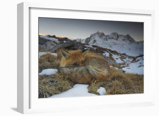 Close-Up of a Red Fox (Vulpes Vulpes) Resting-Benjamin Barthelemy-Framed Photographic Print