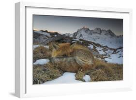 Close-Up of a Red Fox (Vulpes Vulpes) Resting-Benjamin Barthelemy-Framed Photographic Print