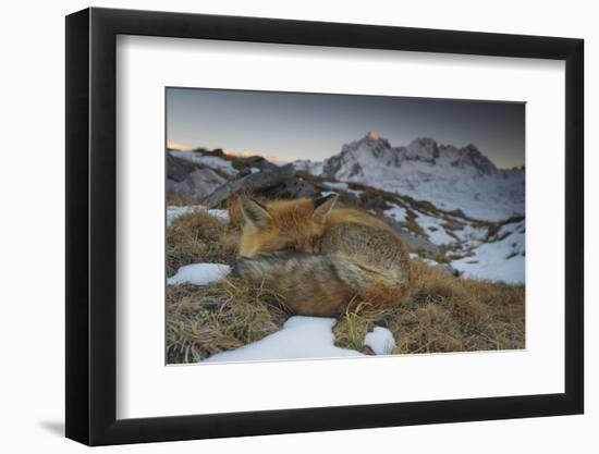 Close-Up of a Red Fox (Vulpes Vulpes) Resting-Benjamin Barthelemy-Framed Premium Photographic Print