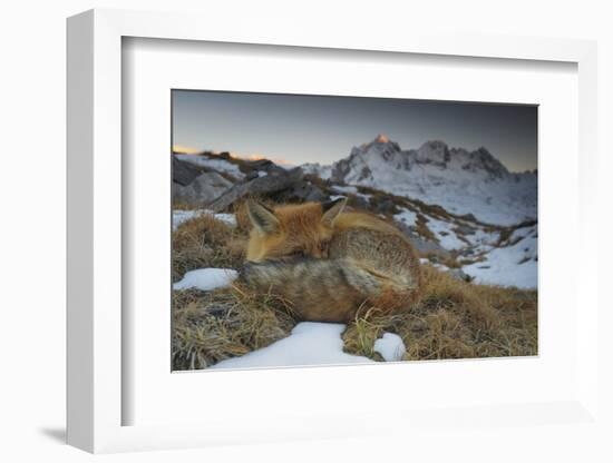 Close-Up of a Red Fox (Vulpes Vulpes) Resting-Benjamin Barthelemy-Framed Premium Photographic Print