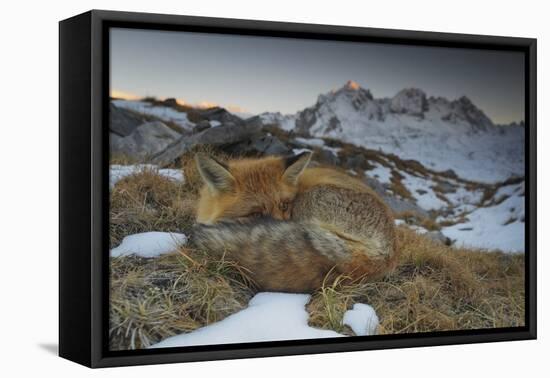 Close-Up of a Red Fox (Vulpes Vulpes) Resting-Benjamin Barthelemy-Framed Stretched Canvas