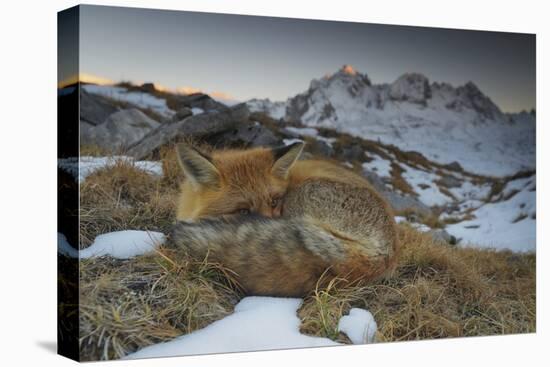 Close-Up of a Red Fox (Vulpes Vulpes) Resting-Benjamin Barthelemy-Stretched Canvas