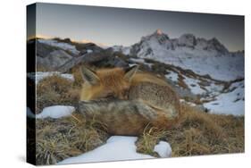 Close-Up of a Red Fox (Vulpes Vulpes) Resting-Benjamin Barthelemy-Stretched Canvas