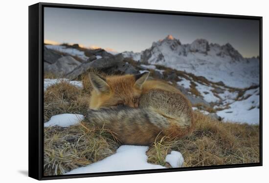 Close-Up of a Red Fox (Vulpes Vulpes) Resting-Benjamin Barthelemy-Framed Stretched Canvas
