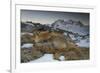 Close-Up of a Red Fox (Vulpes Vulpes) Resting-Benjamin Barthelemy-Framed Photographic Print