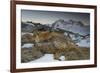 Close-Up of a Red Fox (Vulpes Vulpes) Resting-Benjamin Barthelemy-Framed Photographic Print