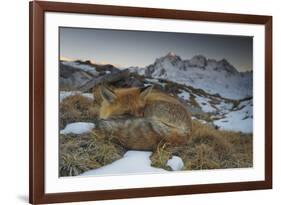 Close-Up of a Red Fox (Vulpes Vulpes) Resting-Benjamin Barthelemy-Framed Photographic Print