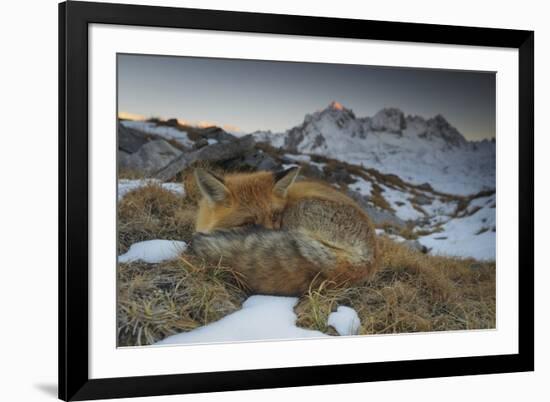 Close-Up of a Red Fox (Vulpes Vulpes) Resting-Benjamin Barthelemy-Framed Photographic Print