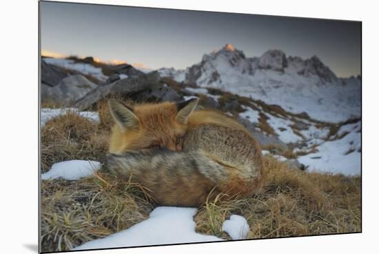 Close-Up of a Red Fox (Vulpes Vulpes) Resting-Benjamin Barthelemy-Mounted Photographic Print