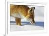 Close-Up of a Red Fox (Vulpes Vulpes) Sniffing-Benjamin Barthelemy-Framed Photographic Print