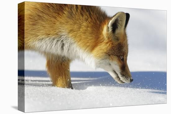 Close-Up of a Red Fox (Vulpes Vulpes) Sniffing-Benjamin Barthelemy-Stretched Canvas