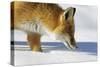 Close-Up of a Red Fox (Vulpes Vulpes) Sniffing-Benjamin Barthelemy-Stretched Canvas