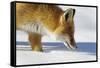 Close-Up of a Red Fox (Vulpes Vulpes) Sniffing-Benjamin Barthelemy-Framed Stretched Canvas