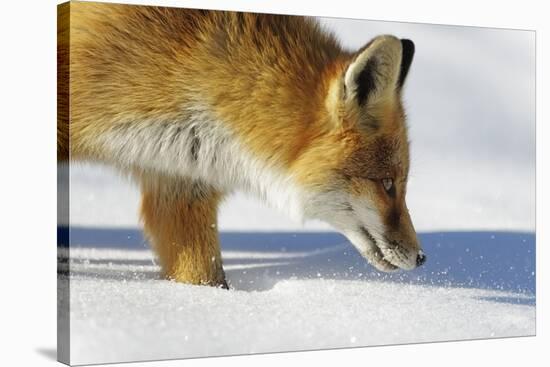 Close-Up of a Red Fox (Vulpes Vulpes) Sniffing-Benjamin Barthelemy-Stretched Canvas