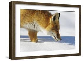 Close-Up of a Red Fox (Vulpes Vulpes) Sniffing-Benjamin Barthelemy-Framed Photographic Print