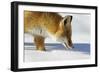 Close-Up of a Red Fox (Vulpes Vulpes) Sniffing-Benjamin Barthelemy-Framed Photographic Print