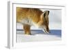 Close-Up of a Red Fox (Vulpes Vulpes) Sniffing-Benjamin Barthelemy-Framed Photographic Print