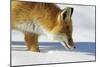 Close-Up of a Red Fox (Vulpes Vulpes) Sniffing-Benjamin Barthelemy-Mounted Photographic Print