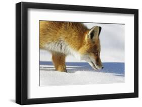 Close-Up of a Red Fox (Vulpes Vulpes) Sniffing-Benjamin Barthelemy-Framed Photographic Print
