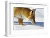 Close-Up of a Red Fox (Vulpes Vulpes) Sniffing-Benjamin Barthelemy-Framed Photographic Print