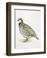 Close-Up of a Red Leg Partridge (Alectoris Rufa)-null-Framed Giclee Print