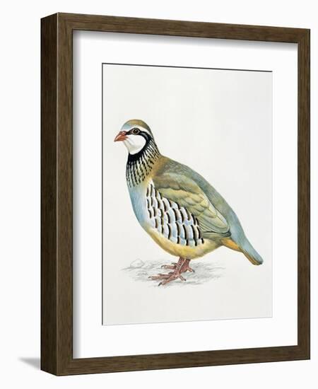 Close-Up of a Red Leg Partridge (Alectoris Rufa)-null-Framed Giclee Print