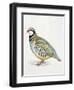 Close-Up of a Red Leg Partridge (Alectoris Rufa)-null-Framed Giclee Print
