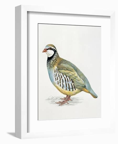 Close-Up of a Red Leg Partridge (Alectoris Rufa)-null-Framed Giclee Print