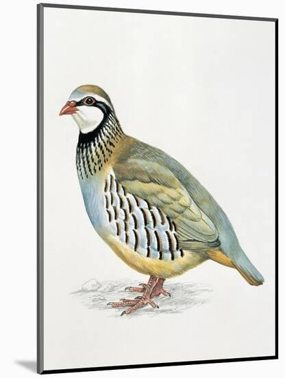 Close-Up of a Red Leg Partridge (Alectoris Rufa)-null-Mounted Giclee Print