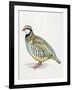 Close-Up of a Red Leg Partridge (Alectoris Rufa)-null-Framed Giclee Print