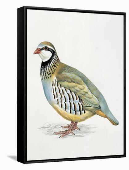 Close-Up of a Red Leg Partridge (Alectoris Rufa)-null-Framed Stretched Canvas