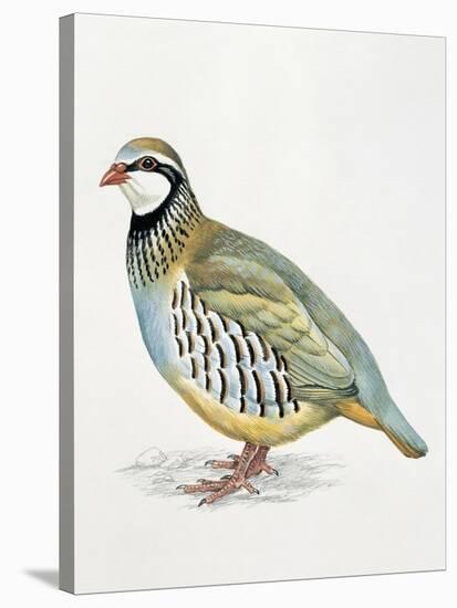 Close-Up of a Red Leg Partridge (Alectoris Rufa)-null-Stretched Canvas