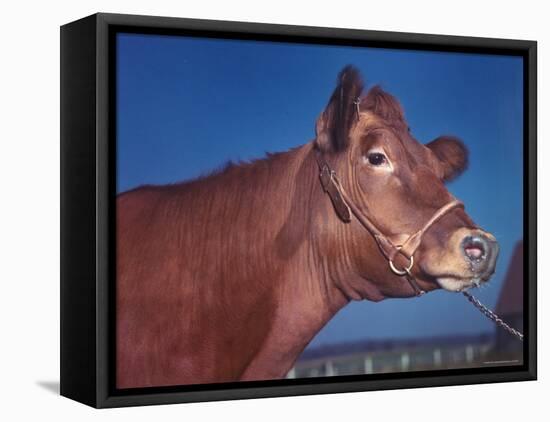 Close Up of a Red Poll Cow-Eliot Elisofon-Framed Stretched Canvas
