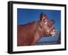 Close Up of a Red Poll Cow-Eliot Elisofon-Framed Photographic Print