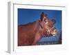 Close Up of a Red Poll Cow-Eliot Elisofon-Framed Photographic Print