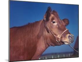 Close Up of a Red Poll Cow-Eliot Elisofon-Mounted Photographic Print