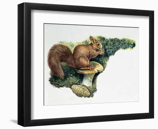 Close-Up of a Red Squirrel Eating a Nut (Sciurus Vulgaris)-null-Framed Giclee Print